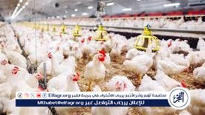 أسعار الدواجن اليوم الاثنين 7-10-2024 بمحافظة الدقهلية