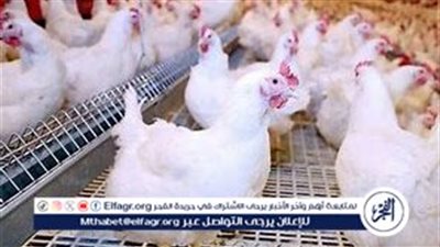 بورصة الدواجن.. أسعار الفراخ البيضاء اليوم الاثنين 23-9-2024 في قنا