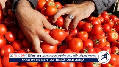 أزمة الطماطم في مصر: تحديات ارتفاع الأسعار وحلول لتحقيق الأمن الغذائي