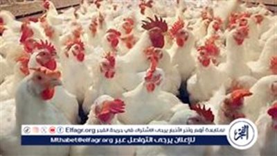 بورصة الدواجن.. أسعار الفراخ البيضاء اليوم الأربعاء 2-10-2024 في قنا