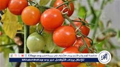 عاجل:- تكاليف زراعة الطماطم في مصر وتأثيرها على الأسعار