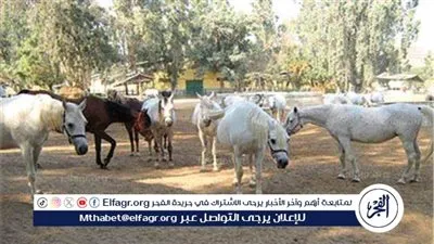 محافظ الشرقية: الخيل العربي الأصيل أساسه من مدينة بلبيس