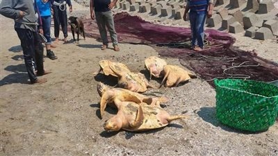 صور لعملية انقاذ قديمة.. محمية أشتوم الجميل تكشف حقيقة الصور المتداولة لصيد السلاحف