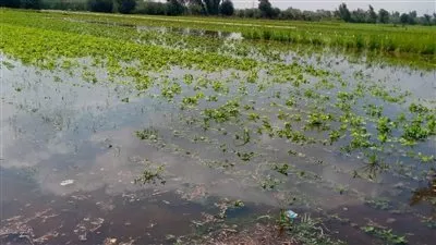 غرق 21 فدانا بمنشأة السادات بالمنوفية لارتفاع منسوب المياه بفرع رشيد