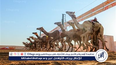 مُلّاك هجن السعودية يتصدرون قائمة كؤوس الاتحاد السعودي بـ 9 ألقاب