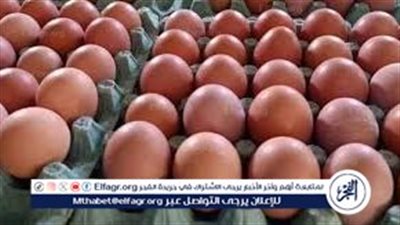شعبة الدواجن تكشف تحولا مفاجئا في سعر البيض بعد طرح التركي