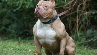 بعد نهش جسد طفل.. ما عقوبة حيازة الحيوانات الخطرة دون ترخيص وفقًا للقانون؟