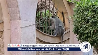 انقطاع الكهرباء في سريلانكا بسبب القرود