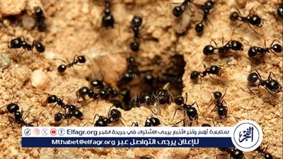 كيفية التخلص من النمل الأبيض بشكل نهائي.. دليل شامل لحماية منزلك