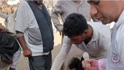 إجراء أكثر من 16 ألف عملية تلقيح صناعى للماشية بالشرقية لتحسين السلالات