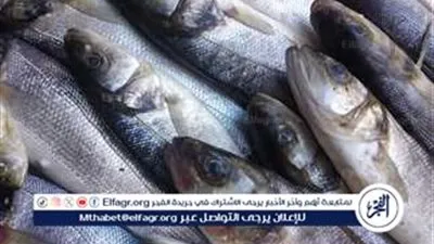 الأسماك في المنيب: تباين ملحوظ في الأسعار والأسواق تتأرجح
