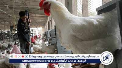 تراجع أسعار الدواجن الآن: انتعاشة في الأسواق المصرية