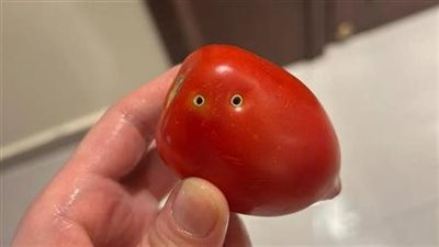 سامة أم لأ؟.. القصة الكاملة لطماطم عضة الثعبان