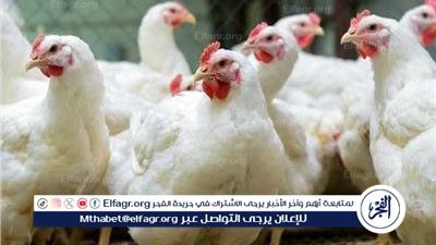 أسعار الدواجن الآن: استقرار بعد انخفاض حاد في السوق