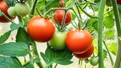 على رأسها البطاطس.. صادرات مصر الزراعية ترتفع إلى 6.9 مليون طن منذ بداية 2024