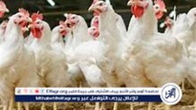  تراجع أسعار الفراخ اليوم الأحد 20 أكتوبر 2024 واستقرار في أسعار البيض