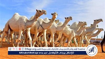  أكثر من 11 مليون ريال تحققها مبيعات مزاد حائل للإبل