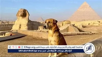 تعليق أسامة منير على صعود كلب بلدي قمة الهرم الأكبر