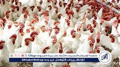 تراجع طفيف في أسعار الفراخ والبيض اليوم الأحد 20 أكتوبر 2024
