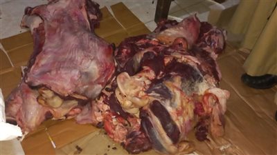محافظ أسيوط: ضبط 90 كجم لحوم وكبدة غير صالحة للاستهلاك الادمي 