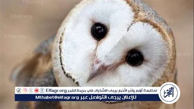 تفسير رؤية البومة في المنام لابن سيرين: دلالات وتحذيرات