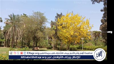 غابات ومشاتل.. تفاصيل مشروعات التشجير في مصر