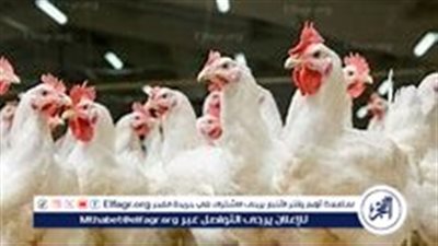 اسعار الدواجن اليوم الاربعاء 30-10-2024 في الدقهلية