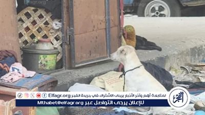 عاجل- مشهد لا يصدق.. سيدة تذبح الكلاب والقطط وتأكلها في المنيب ( التفاصيل هنا)