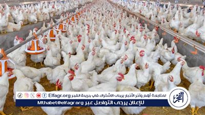 استقرار أسعار الدواجن والبيض في مصر: خطوات حكومية لتعزيز السوق