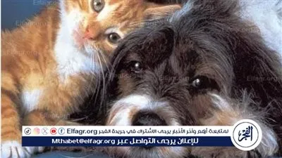 الطب البيطري: تطعيم الحيوانات مهم لحماية الإنسان في الشتاء