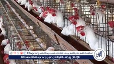 أسعار الفراخ اليوم الأربعاء 13 نوفمبر 2024: ارتفاع طفيف في السوق المصري