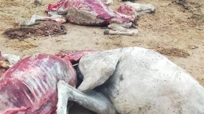 بيطري القليوبية: تحرير محضر ضد صاحب مزرعة لذبح الحمير