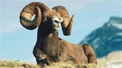 بعد تصدره التريند.. ما قصة خروف 