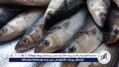 أسعار السمك والجمبري في مصر اليوم 19 نوفمبر 2024