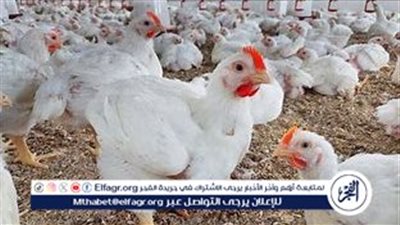 استقرار أسعار الفراخ والبيض في الأسواق اليوم الثلاثاء 19 نوفمبر 2024