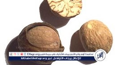 تشبه الحشيش.. خبير يُحذر من الإفراط في استخدام جوزة الطيب