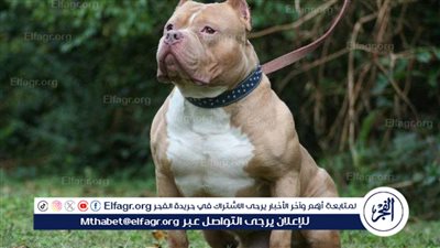 محبوسين في بيوتنا.. سكان كمبوند بأكتوبر يستغيثون من تربية كلاب بيتبول بالعقارات