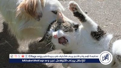 كلب يلتهم قطة ويثير الذعر بين سكان أحد كمبوندات 6 أكتوبر 