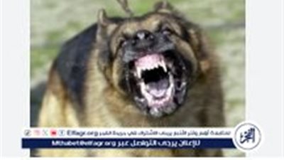 عاجل - محبوسين في بيوتنا.. سكان كمبوند بأكتوبر يستغيثون من تربية كلاب بيتبول بالعقارات