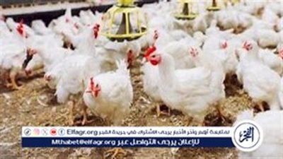 استقرار أسعار الدواجن والبيض اليوم السبت 23 نوفمبر 2024