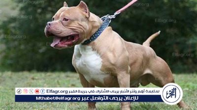 أبرزها السن والتكميم.. احذر حيازة الكلاب دون معرفة شروط امتلاكها تجنبا لمخالفة القانون