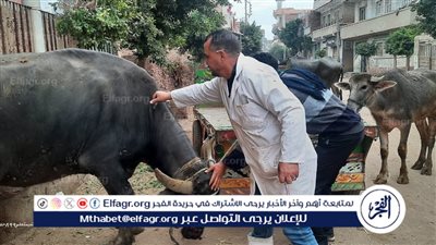 محافظ الدقهلية: تحصين أكثر من 117 ألف رأس ماشية ضد الحمى القلاعية 