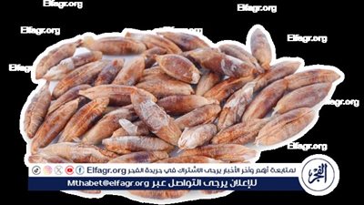 تدخل فى صناعة الزيوت والفحم الطبيعى.. «نواة البلح» من نفايات زراعية لثروة بيئية تُحرك عجلة التنمية بمصر