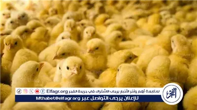 أسعار الكتاكيت في بورصة الدواجن اليوم الأحد 1 ديسمبر 2024