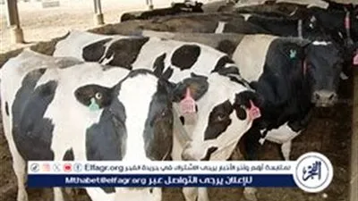 الزراعة تقرر صرف تعويضات عن الحيوانات المصابة بمرض الإجهاض المعدي والدرن البقري