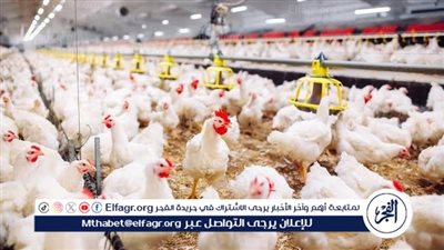 “زراعة النواب” عن ارتفاع أسعار الدواجن: نستورد 80 % من الأعلاف