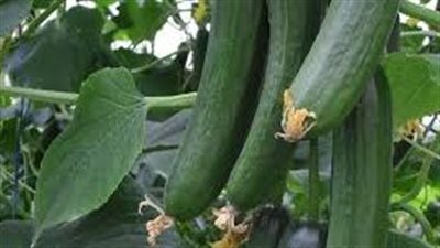 سالمونيلا الخيار تهدد أمريكا.. ما القصة؟