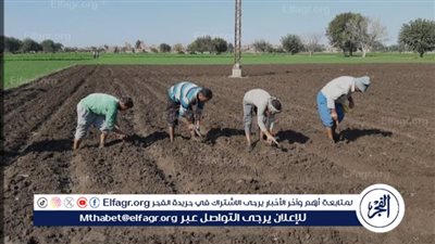 متابعة الحقول الإرشادية ضمن الحملة القومية للنهوض بمحصول القمح بمركز طامية في الفيوم