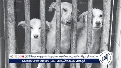 أشهرها «بوكا».. الكلاب الضالة بالشوارع ظاهـــــــــــرة تبحث عن حل