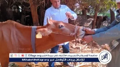 بيطري المنيا: تحصين أكثر من 122 ألف رأس ماشية